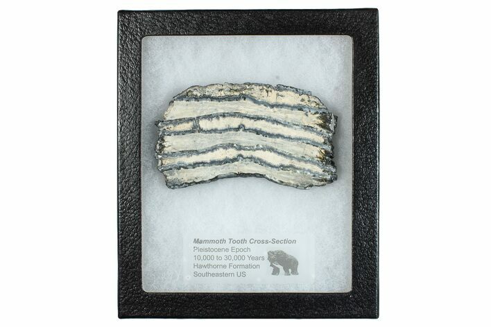 Mammoth Molar Slice With Case - South Carolina #291134